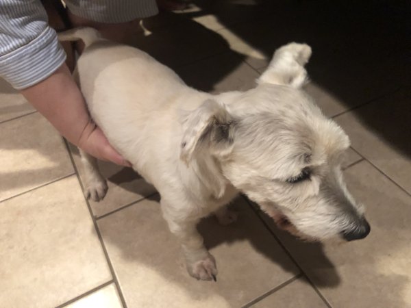 Found West Highland White Terrier in Fort Worth, TX