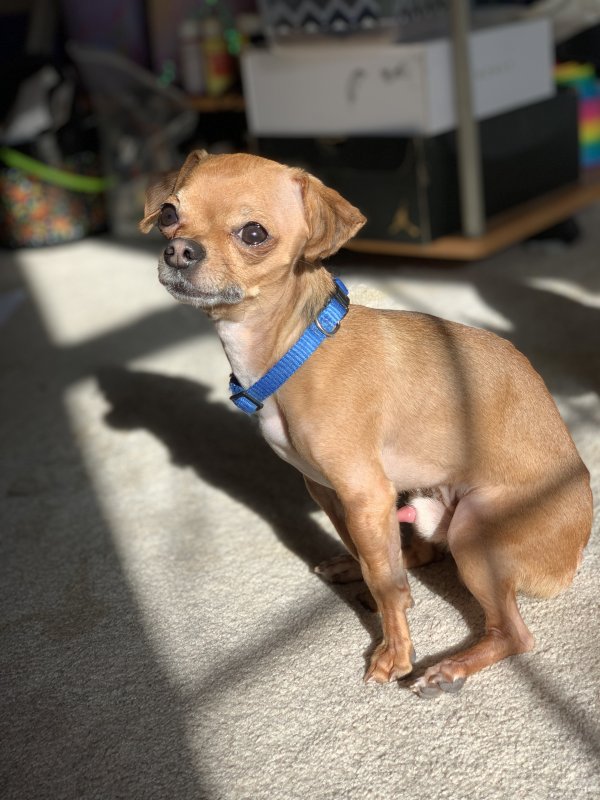 Lost Chihuahua in Denver, CO