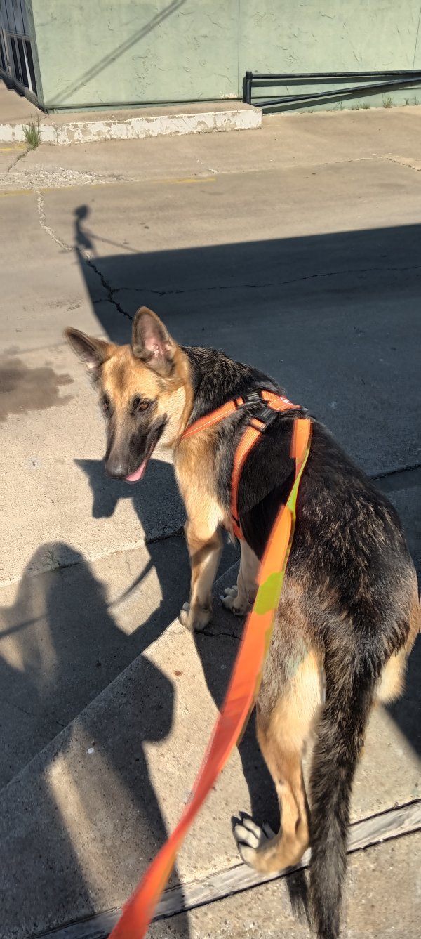 Safe German Shepherd Dog in Fort Worth, TX