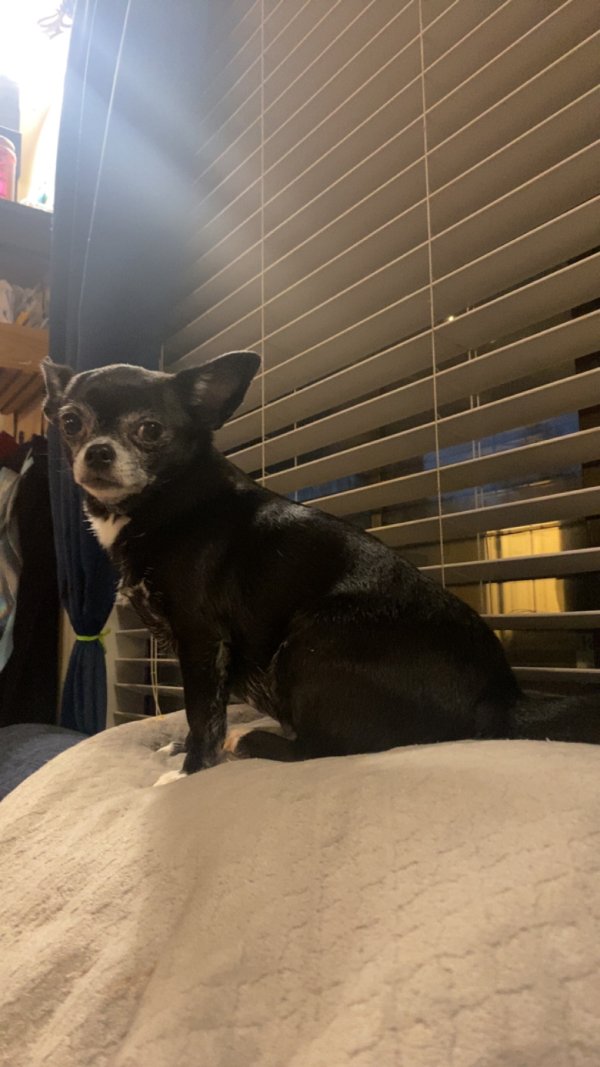 Lost Chihuahua in Cleveland, TN