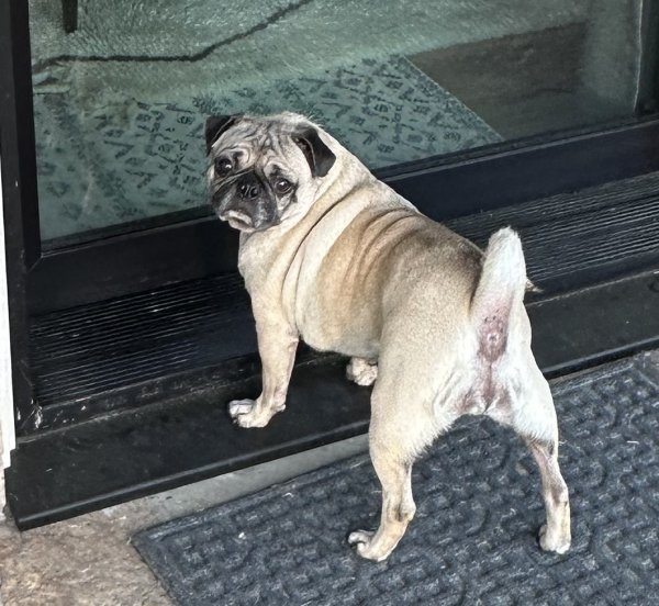 Safe Pug in McKinney, TX