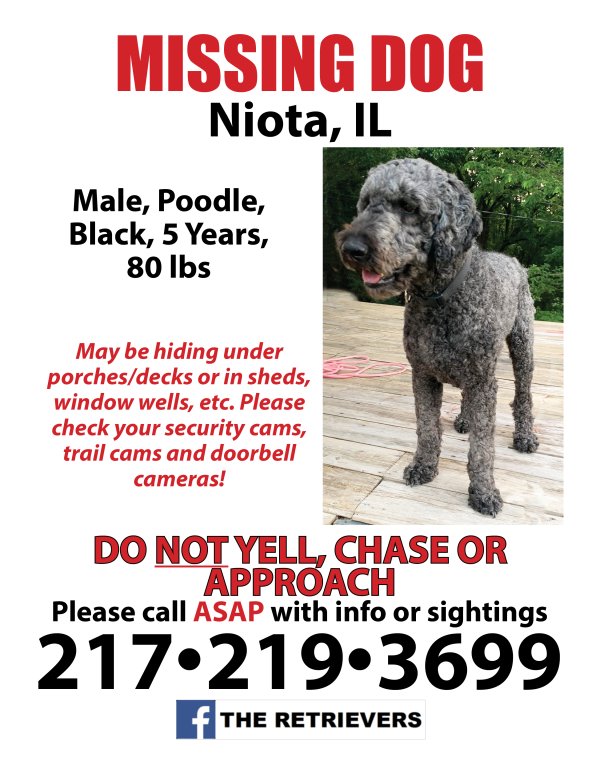 Safe Poodle in Niota, IL