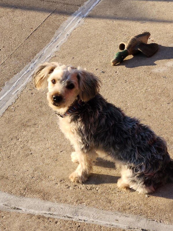 Safe Yorkshire Terrier in Burbank, IL