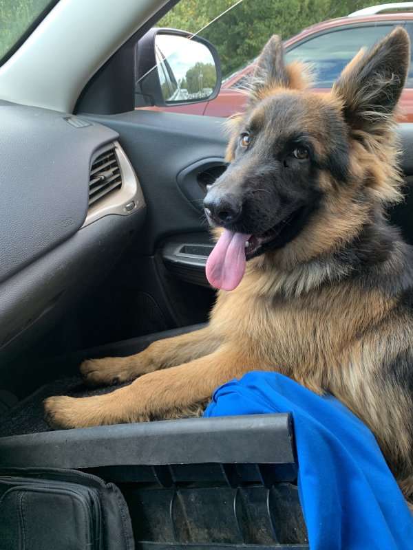 Safe German Shepherd Dog in Upper Marlboro, MD