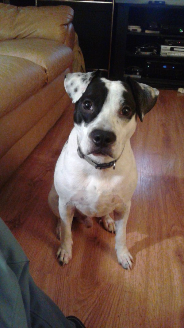 Safe Pit Bull in Saint Louis, MO