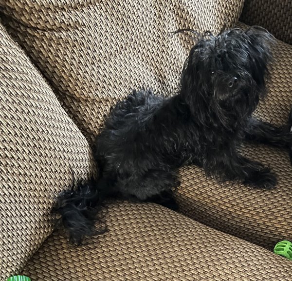 Safe Yorkshire Terrier in Philadelphia, PA