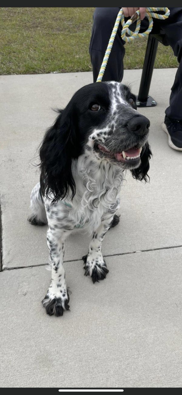 Safe English Cocker Spaniel in Wesley Chapel, FL