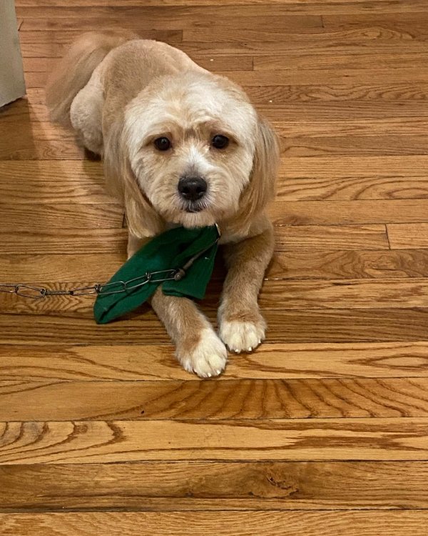 Safe Shih Tzu in Chicago, IL