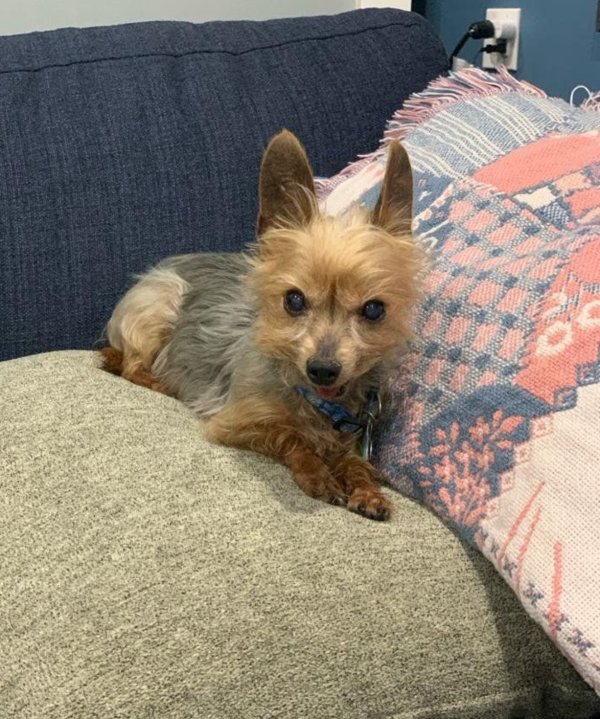 Lost Yorkshire Terrier in Florida