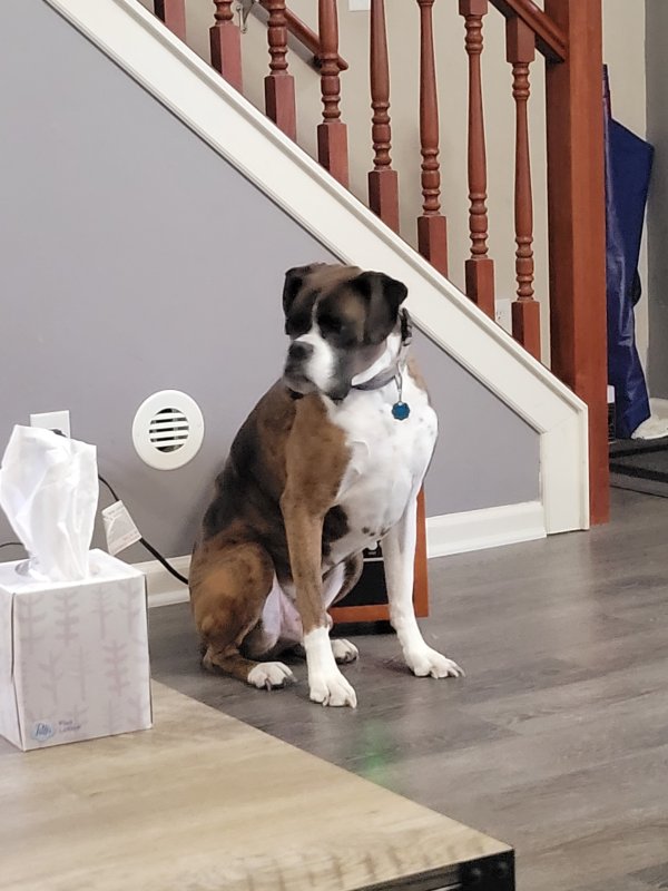 Lost Boxer in Indiana