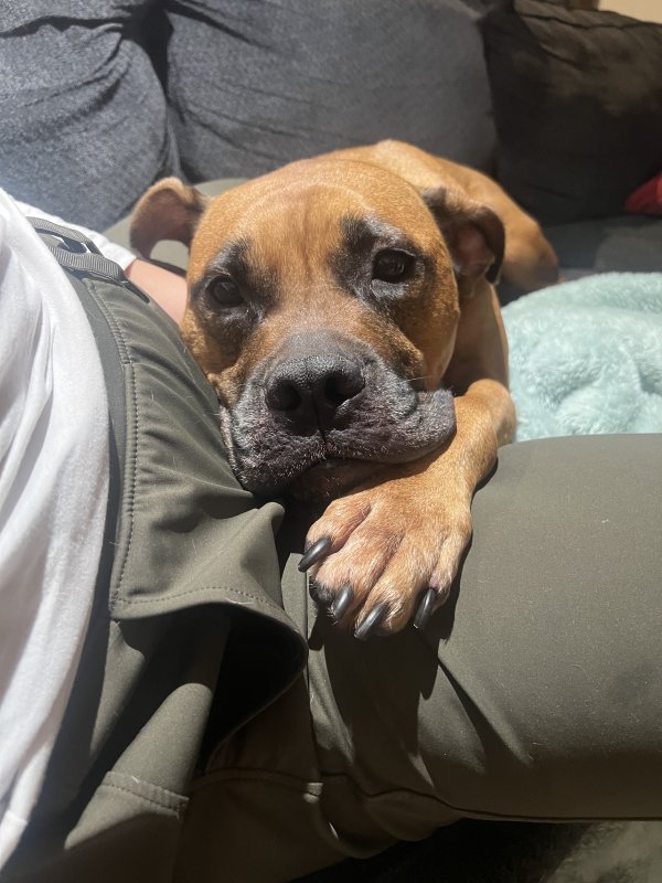 Safe Pit Bull in Rohrersville, MD