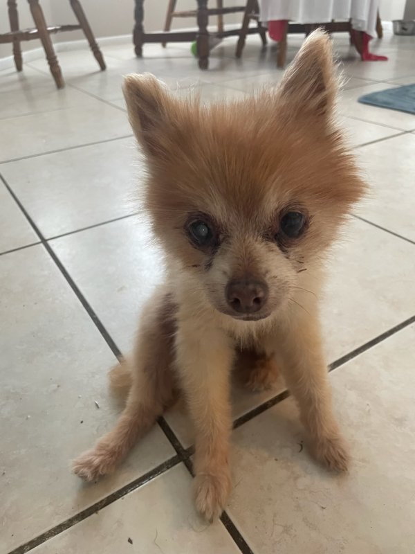 Lost Pomeranian in Florida