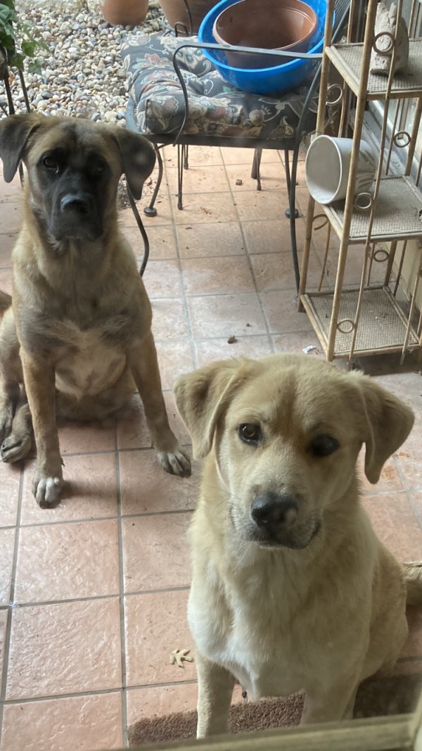 Safe Mutt in San Antonio, TX