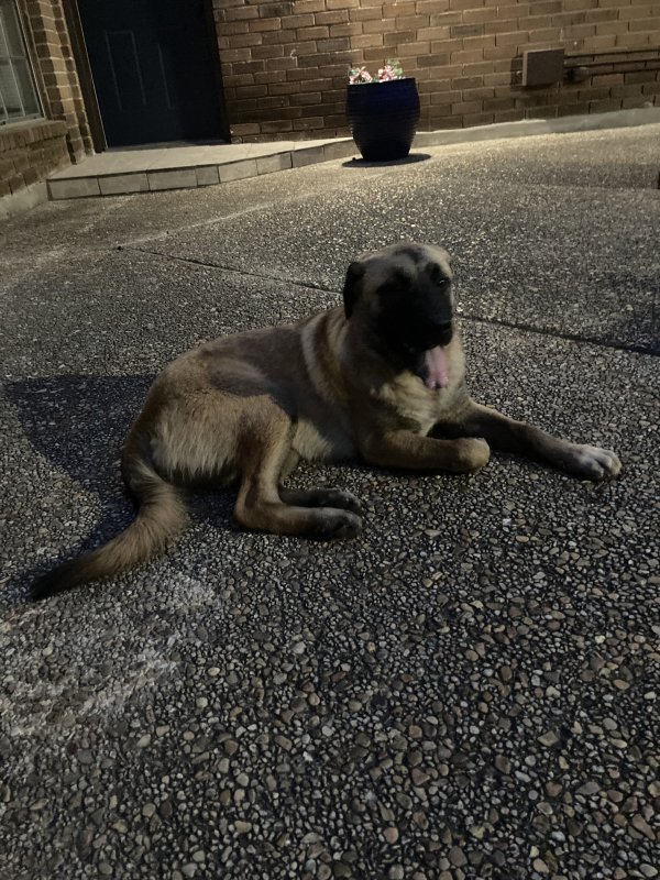 Safe Mutt in San Antonio, TX