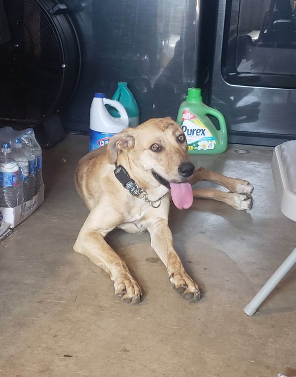 Safe Mutt in Riverside, CA