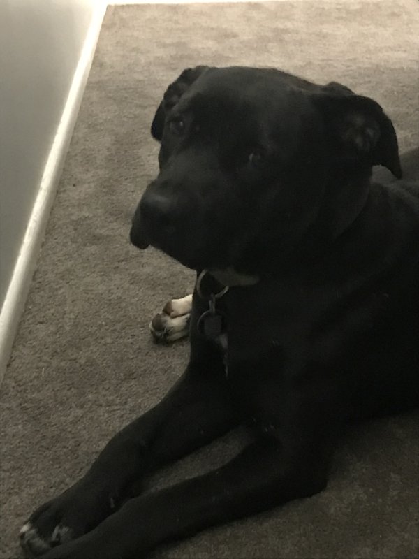 Lost Labrador Retriever 