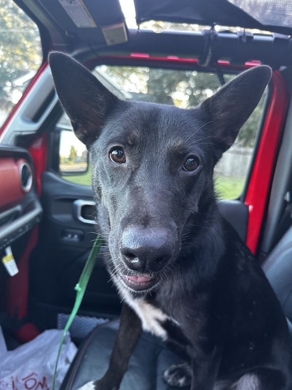 Found German Shepherd Dog in Pearland, TX