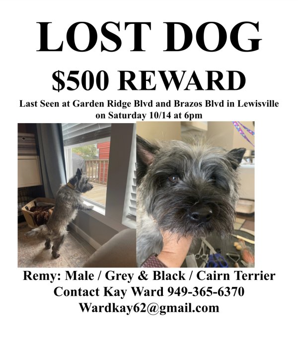 Safe Cairn Terrier in Lewisville, TX