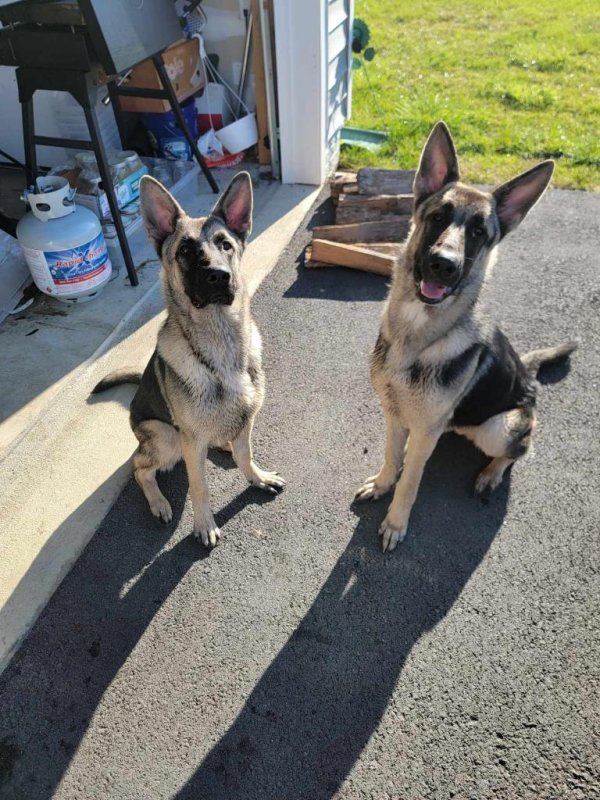 Safe German Shepherd Dog in Bunker Hill, WV