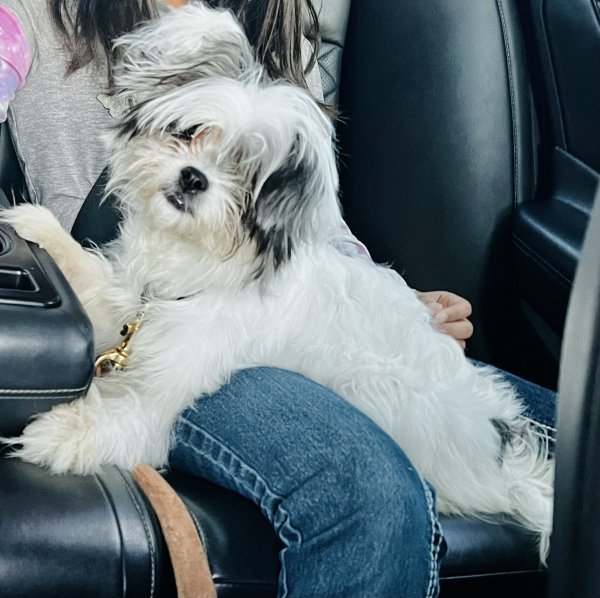 Safe Shih Tzu in Humble, TX