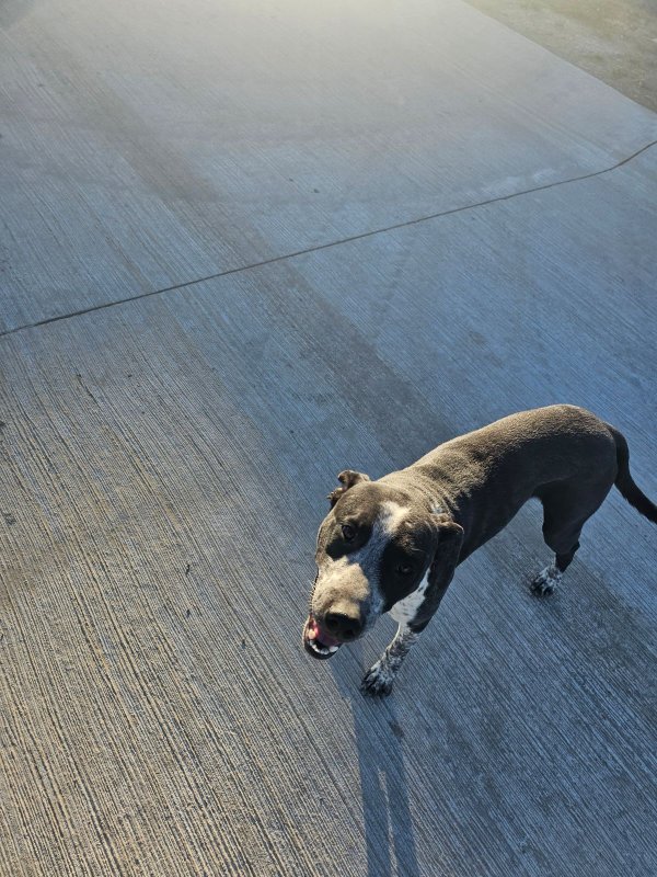 Safe Mutt in Godley, TX