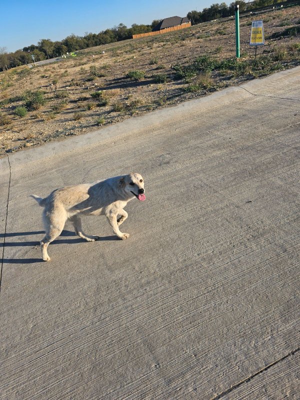 Safe Mutt in Godley, TX