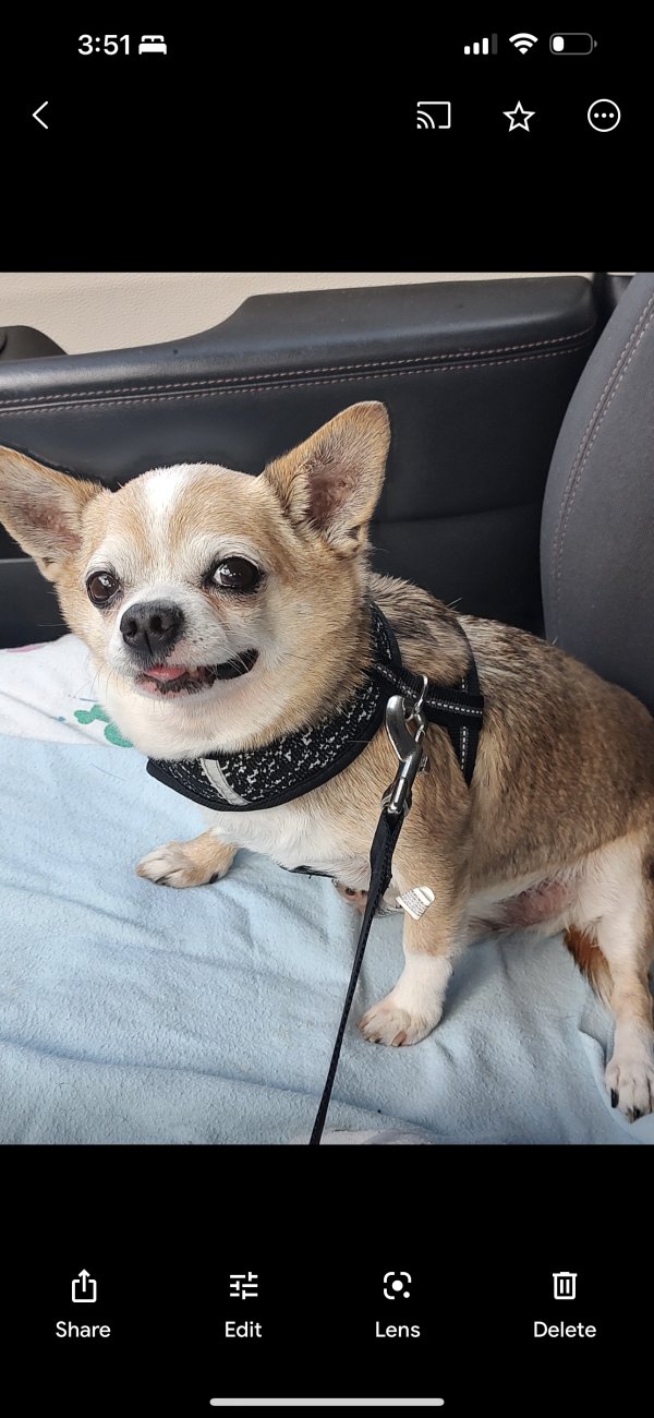 Lost Chihuahua 