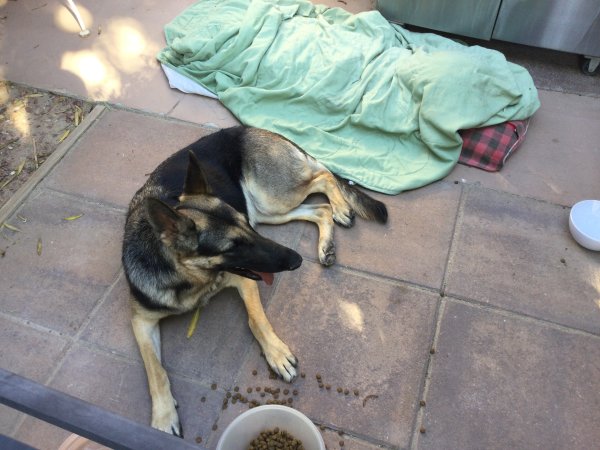 Found German Shepherd Dog in Bullhead City, AZ