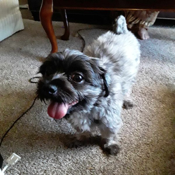 Safe Shih Tzu in Grand Rapids, MI