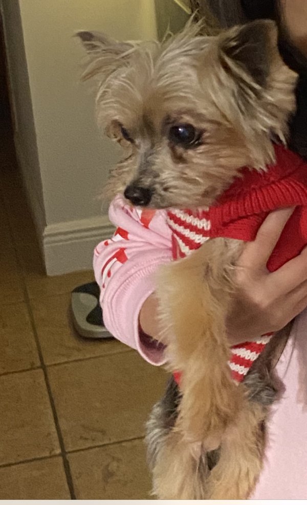 Stolen Yorkshire Terrier in Miami, FL