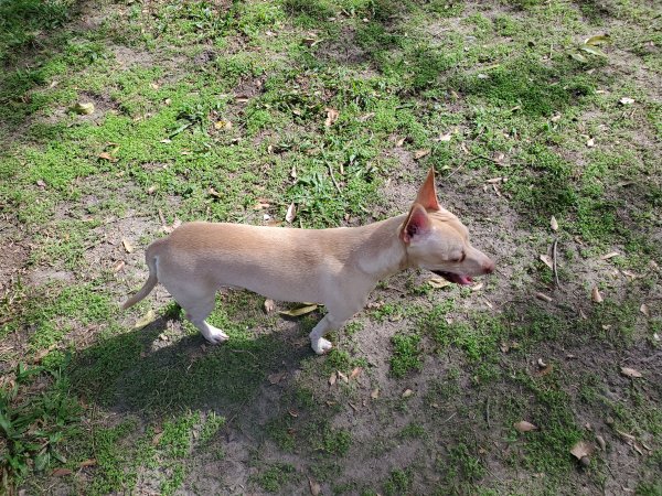 Safe Chihuahua in Houston, TX