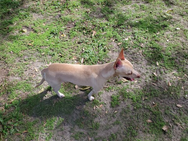 Found Chihuahua in Houston, TX