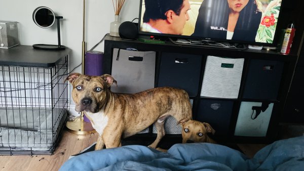 Safe Catahoula Leopard in Miami, FL