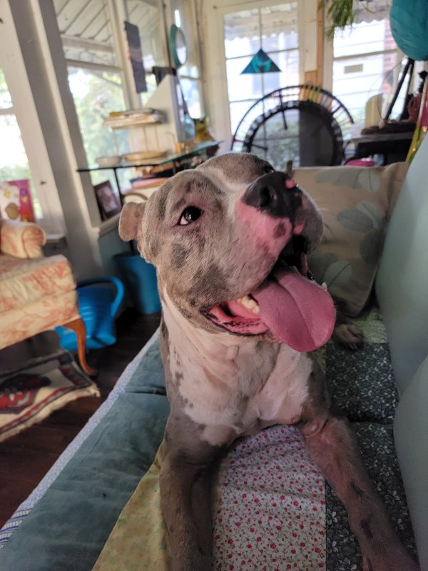 Safe Pit Bull in York, PA