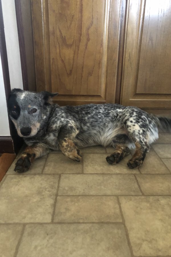 Safe Australian Cattle Dog in Bald Knob, AR