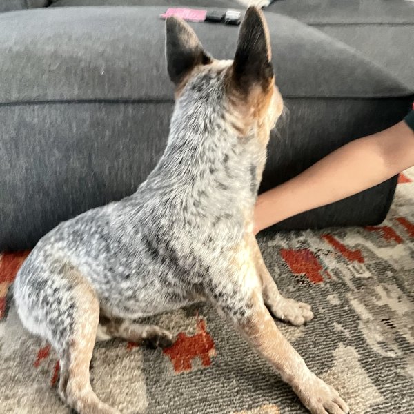 Safe Australian Cattle Dog in Houston, TX