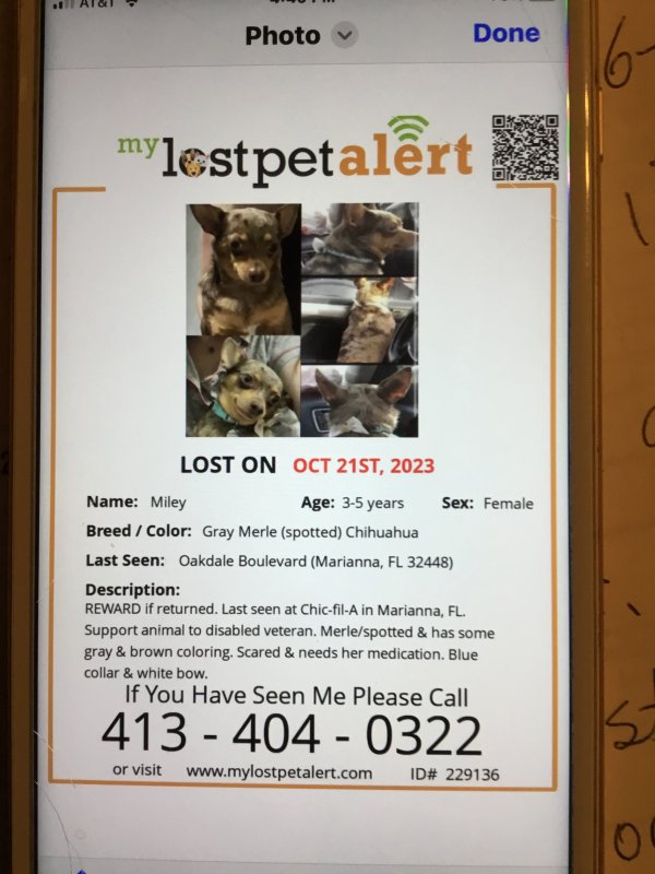 Lost Chihuahua in Marianna, FL