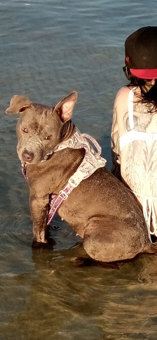 Safe Pit Bull in Gulfport, MS