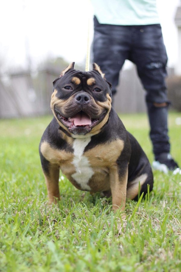 Safe American Bulldog in Houston, TX