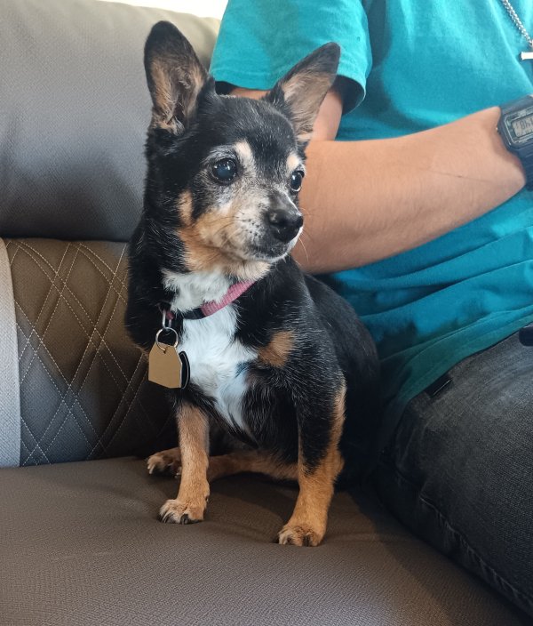 Safe Chihuahua in Idaho Falls, ID