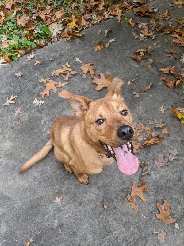 Found Dog in Atlanta, GA