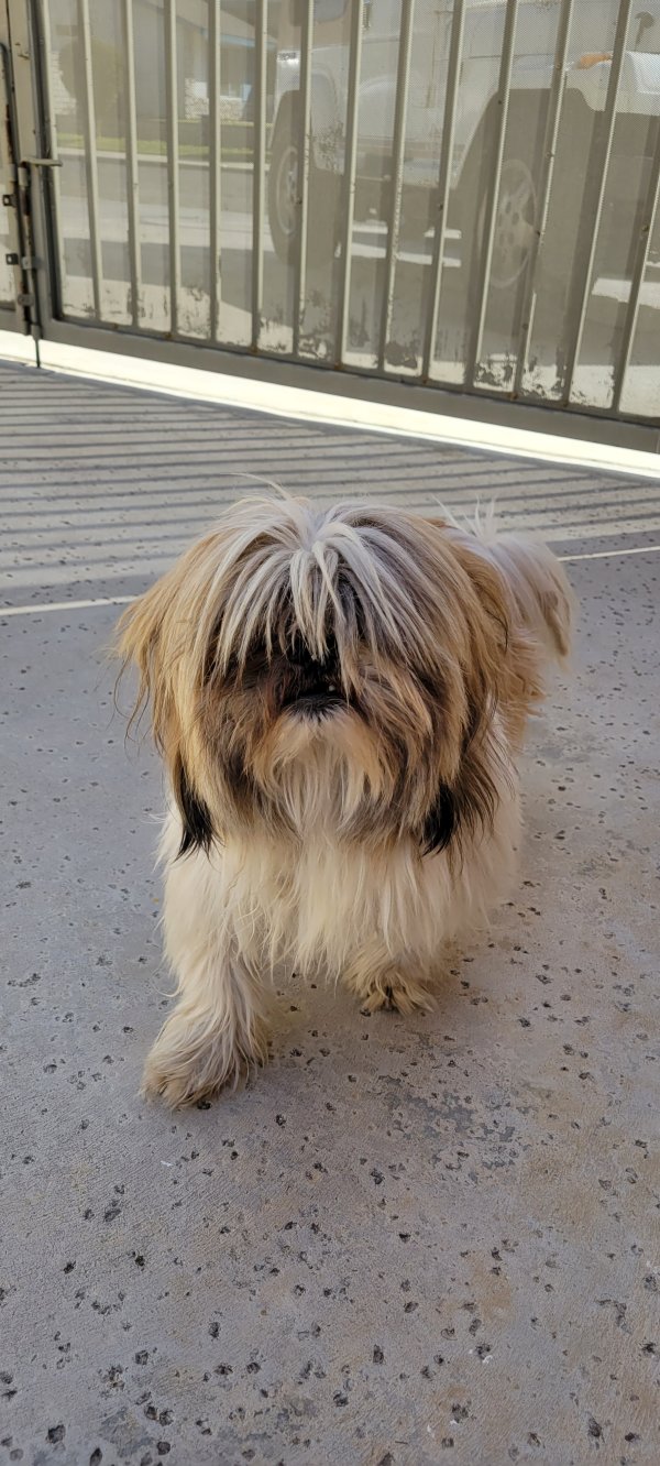 Found Dog in Riverside, CA