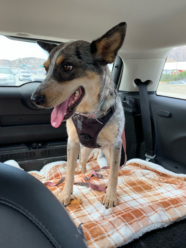 Safe Australian Cattle Dog in San Diego, CA