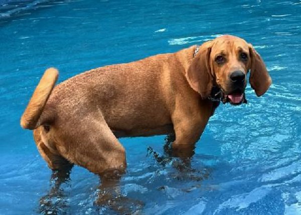 Safe Bloodhound in Carterville, IL