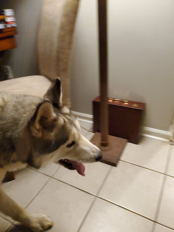 Safe German Shepherd Dog in Charlotte, NC