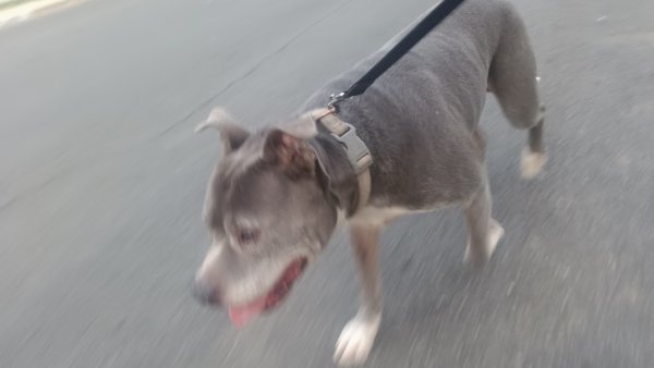 Found Pit Bull in Pittsburg, CA