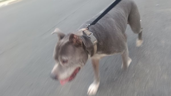 Safe Pit Bull in Pittsburg, CA