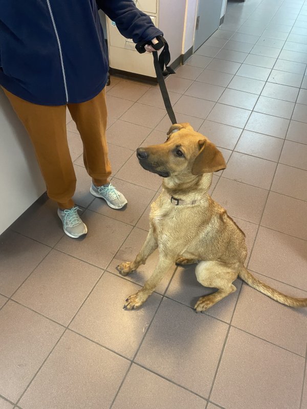 Safe Rhodesian Ridgeback in Richmond, TX
