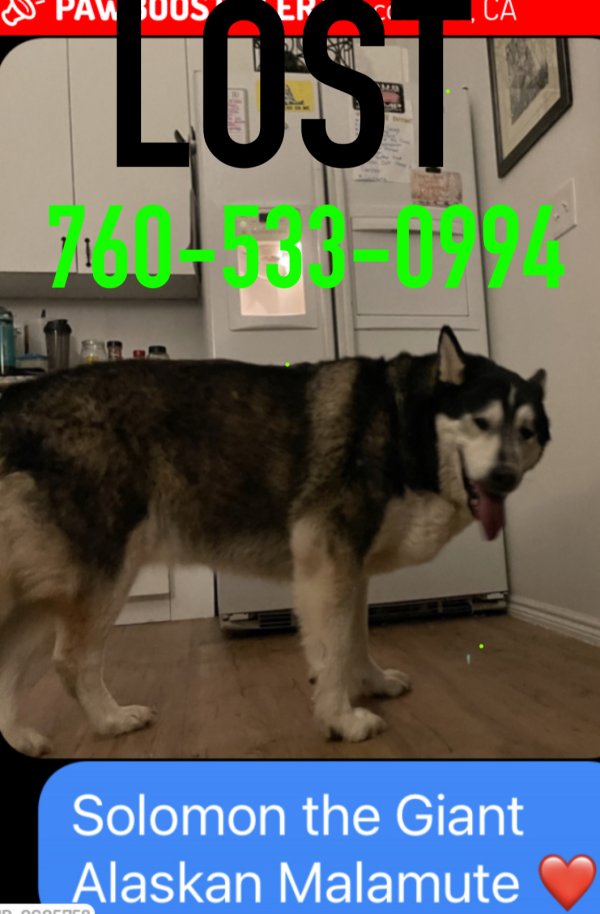 Safe Alaskan Malamute in Escondido, CA