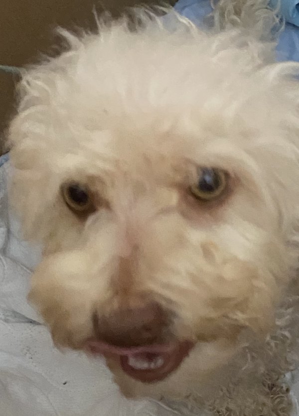 Safe Dog in Waxahachie, TX